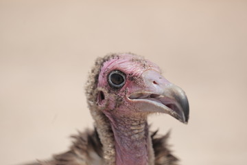 profile portrait of a vulture on a beach 
