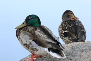 Male and Female Mallards