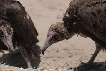profile portrait of a vulture on a beach