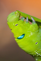 Green Caterpillar, Thailand