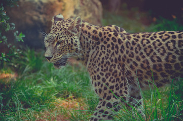 Fototapeta na wymiar guépard seul en couleur au zoo de profil en été en gros plan