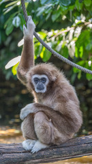 singe gibbon seul au zoo assis sur un tronc les bras croisés et les pieds croisés en couleur