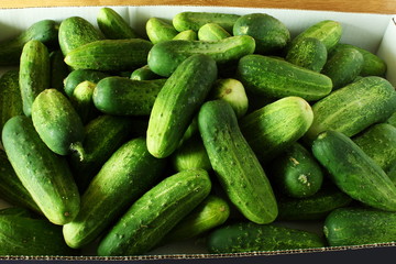 isolated green garden fresh cucumbers