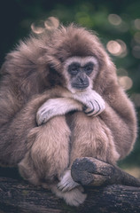 singe gibbon seul au zoo en couleur assis sur un tronc les bras croisés et les pieds croisés