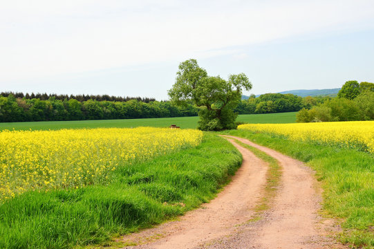 gelbe Rapsfelder, ein Feldweg mit Biegung und ein Baum
