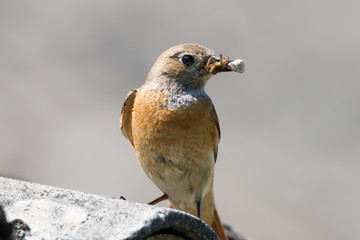 The common redstart - Phoenicurus phoenicurus - on the light gray background - closeup