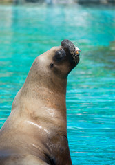 morse seul près de l'eau tire la langue au zoo en spectacle en été