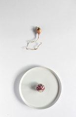 fresh red onions and purple garlic.Isolated