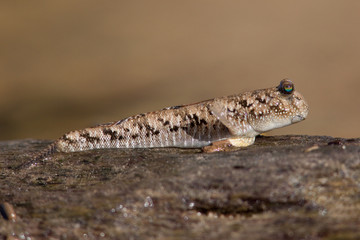 MudSkipper resting on a branch, Bako National Park, Sarawak, Borneo