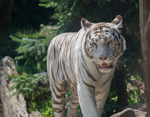 Fototapeta na wymiar tigre blanc adulte de face seul rugit en été au zoo