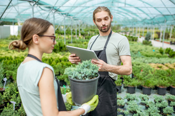 Couple of workers taking care of plants supervising the growth process in the greenhouse