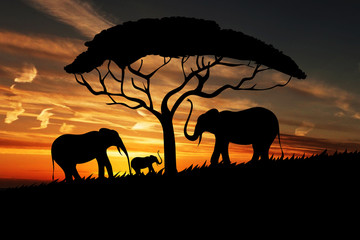 Fototapeta premium Beautiful Sunset Nature & Elephants | Tree 