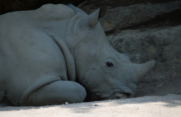 rhinocéros blanc au zoo en été seul allongé avec sa défense