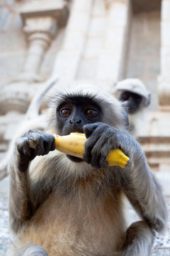 Hanuman Languar eating a banana outside a temple in Hampi