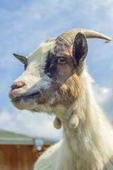A close portrait of a Cameroon mini goat against the background of the sky.