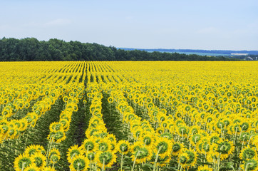 Many rows of sunflowers in a big field in summer time