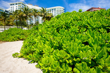 Scenic Miami Beach on a sunny day with condos and resort hotels.