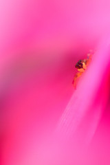 Jumping spider in a pink flower