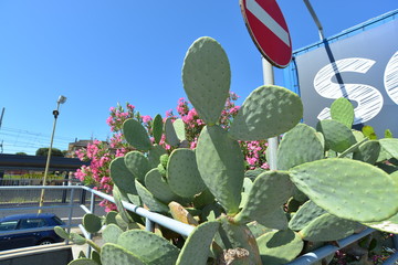 Prickly Pears,