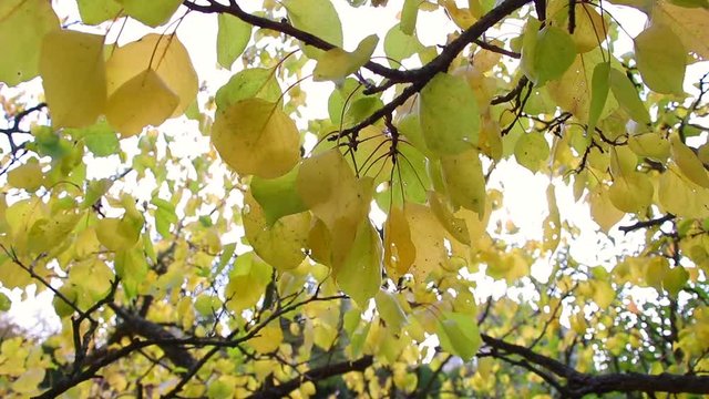 leaves of apricot tree in autumn, sun shines through the leaves of the tree 