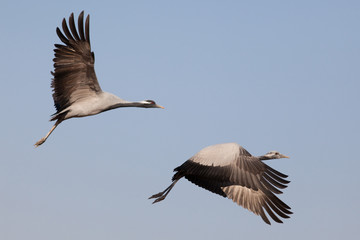 Two Demoiselle Cranes flying together, Kichan, Rajasthan