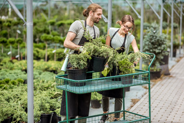 Couple of workers in uniform putting plants for sale on the shopping cart in the greenhouse