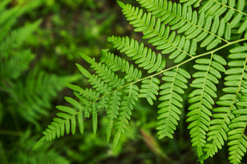 Leaves of the fern. The leaves of the green fern in the forest. Natural background.
