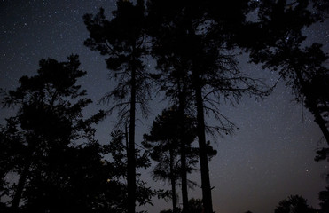 Fototapeta premium Stars over night forest