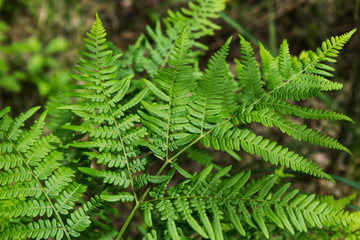 Leaves of the fern. The leaves of the green fern in the forest. Natural background.
