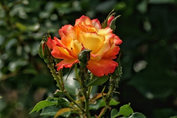 orange Rose