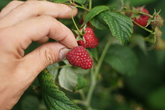 Human hand holding Juicy ripe raspberries in a garden