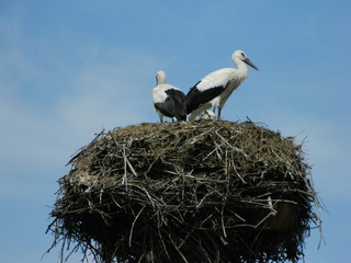  nest of storks  storks against the sky