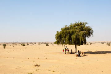 Camel safari resting under a lone tree, Rajasthan