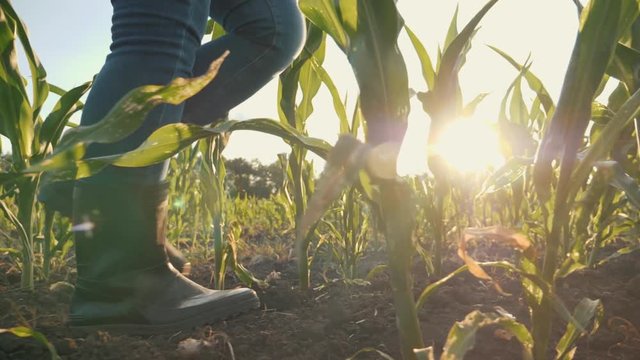 Girl farmer walks through a corn field
