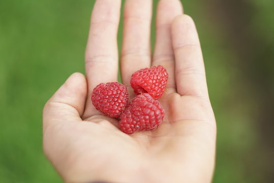 Ripe red raspberry in the hands of man
