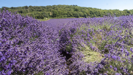 Obraz premium English Lavender fields in Kent 