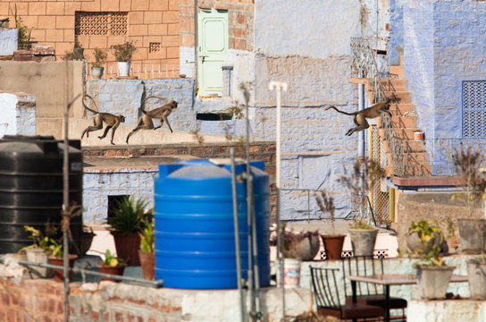 Hanuaman languars jumping across houses, Jodhpur