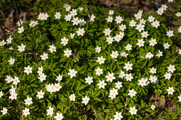 Obraz na płótnie Canvas Anemone nemorosa flower in the forest in the sunny day. Wood anemone blooming in the spring season.