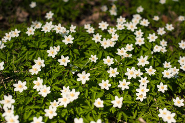 Anemone nemorosa flower in the forest in the sunny day. Wood anemone blooming in the spring season.