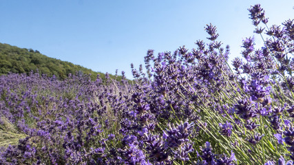 Obraz premium English Lavender fields in Kent 