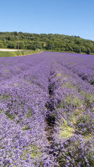 Naklejka na ściany i meble English Lavender fields in Kent 