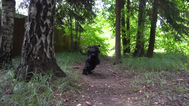Black dog playing in the nature slow motion