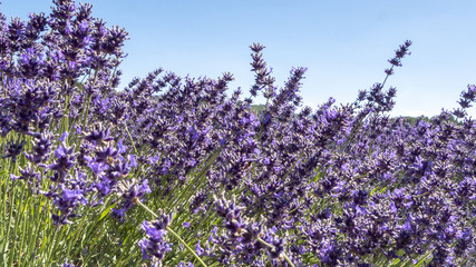 English Lavender fields in Kent 