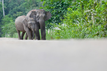 Pygmy elephants on dirt road, Kinabatangan river, Malaysia
