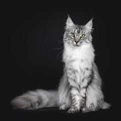 Fototapeta premium Majestic silver tabby young adult Maine Coon cat sitting facing front with enormous tail beside body , looking straight at lens isolated on black background