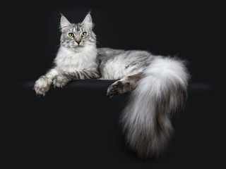 Majestic silver tabby youn adult Maine Coon cat laying side ways with paws and enormous tail hanging over edge, looking straight at lens isolated on black background