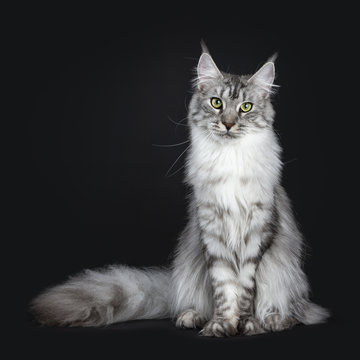 Majestic silver tabby young adult Maine Coon cat sitting facing front with enormous tail beside body , looking straight at lens isolated on black background