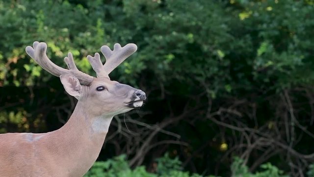 White-tailed deer buck with velvet antlers