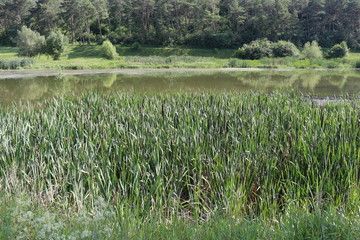 The shore of a quiet flat river