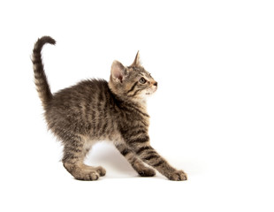 Cute tabby on white